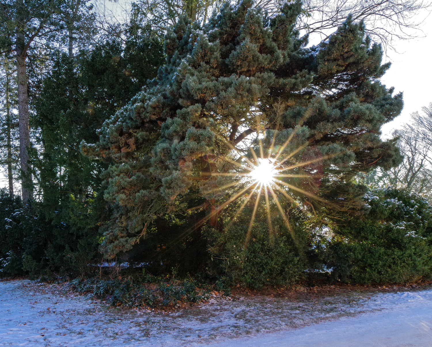 Pinus sylvestris 'Watereri' - Potsdam, Schlosspark Sanssouci - Jan. 2026