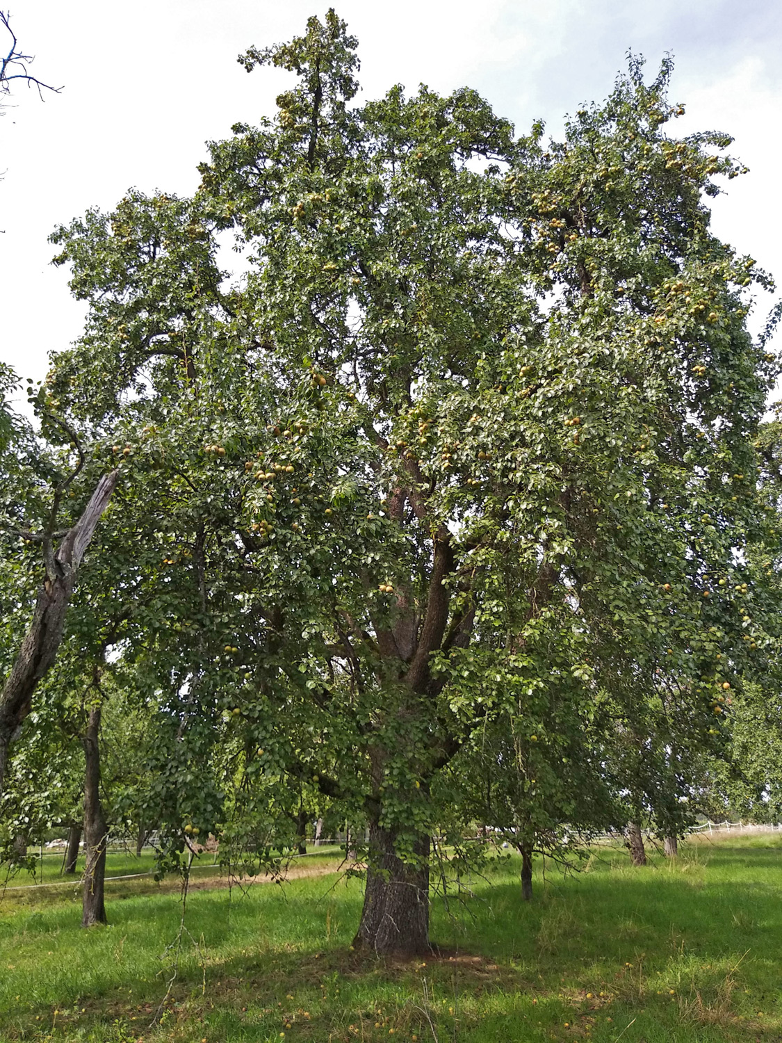 'Gelbmöstler' communis Pyrus