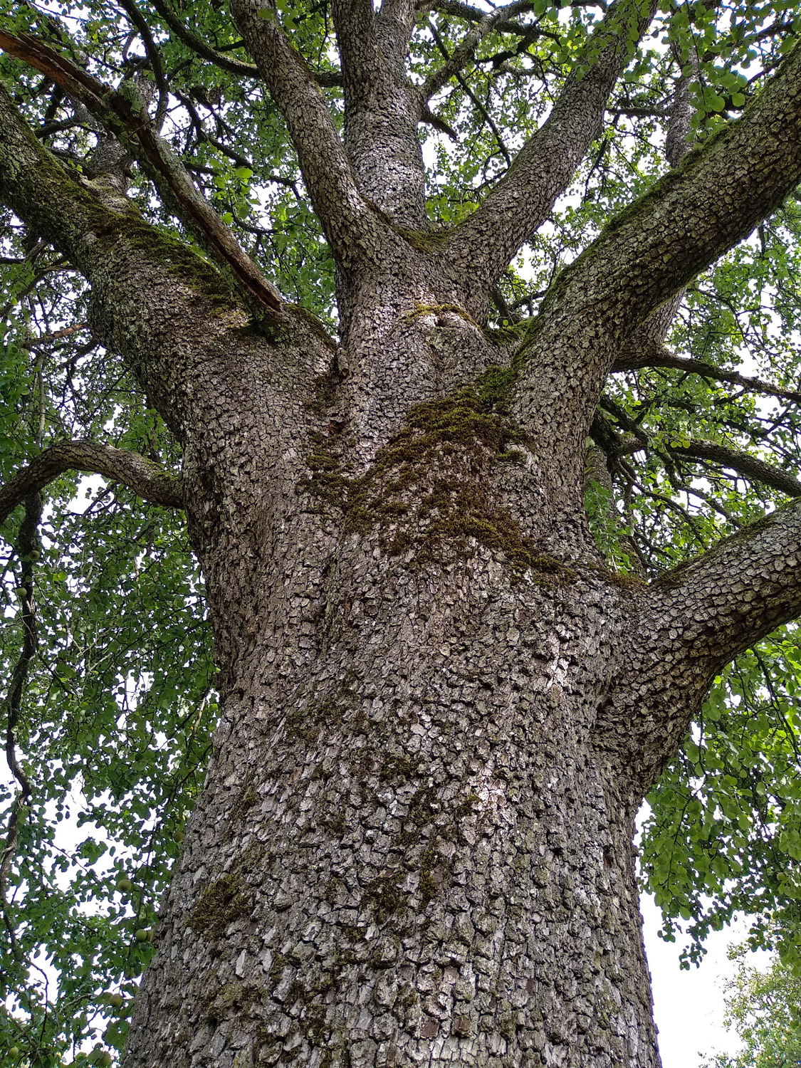 Pyrus communis 'Gelbmöstler' - Kusterdingen-Immenhausen - Sept. 2023
