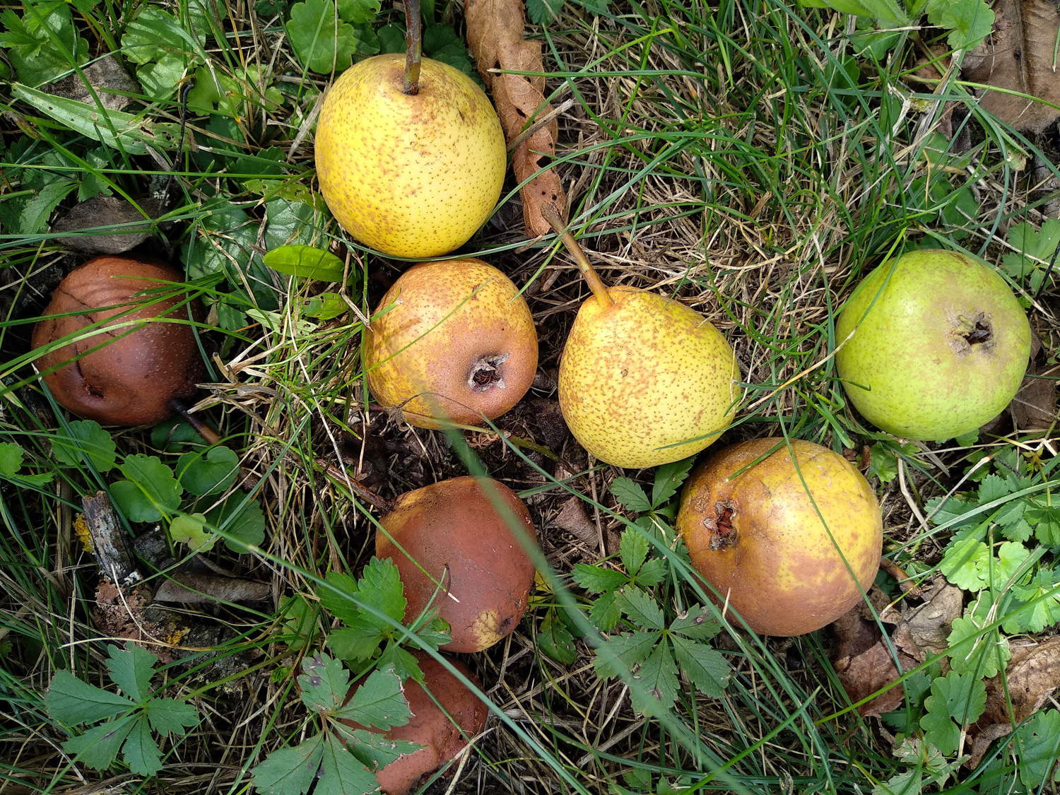 Pyrus communis 'Gelbmöstler' - Kusterdingen-Immenhausen - Sept. 2023