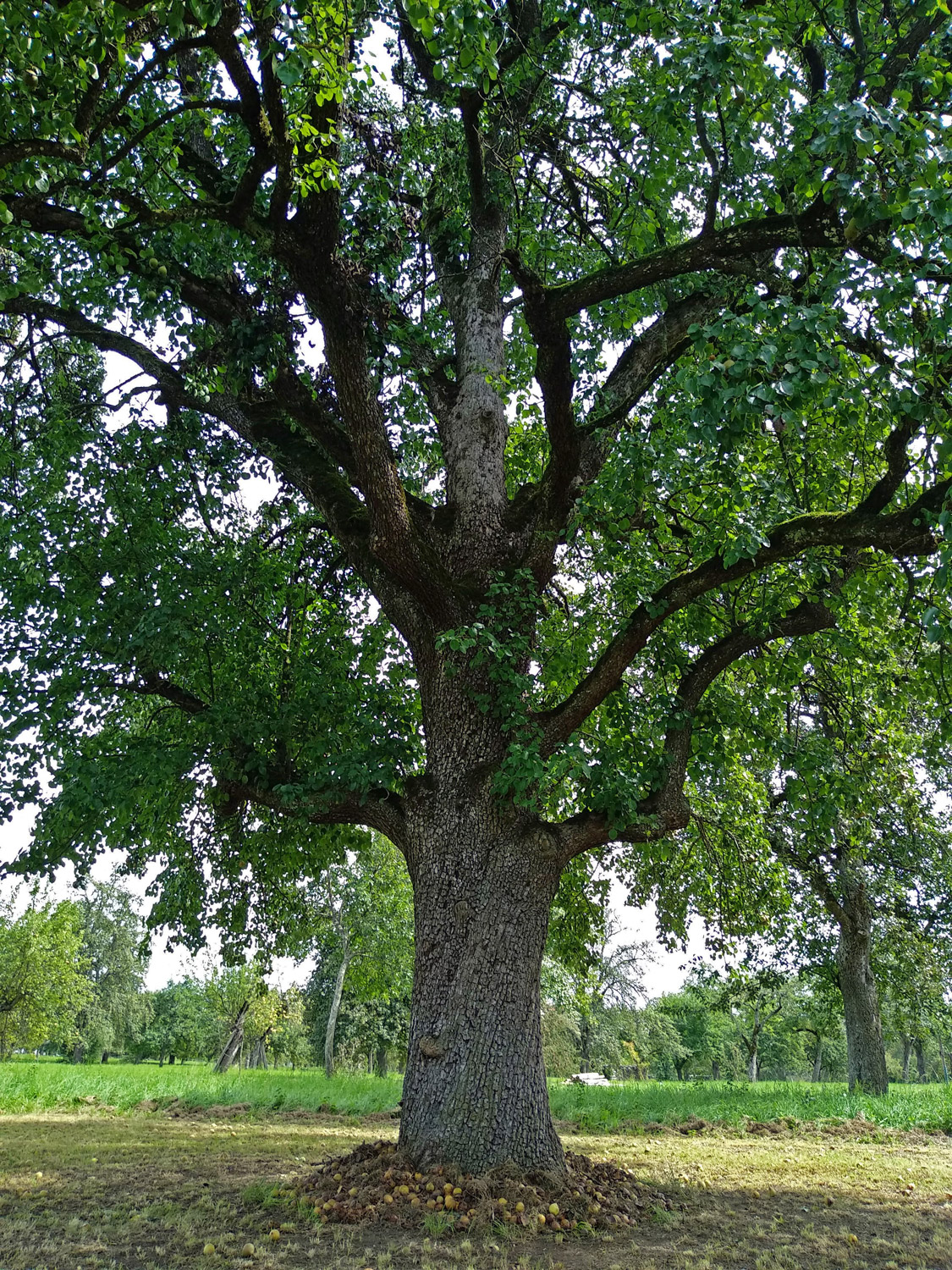'Nägelesbirne' communis Pyrus
