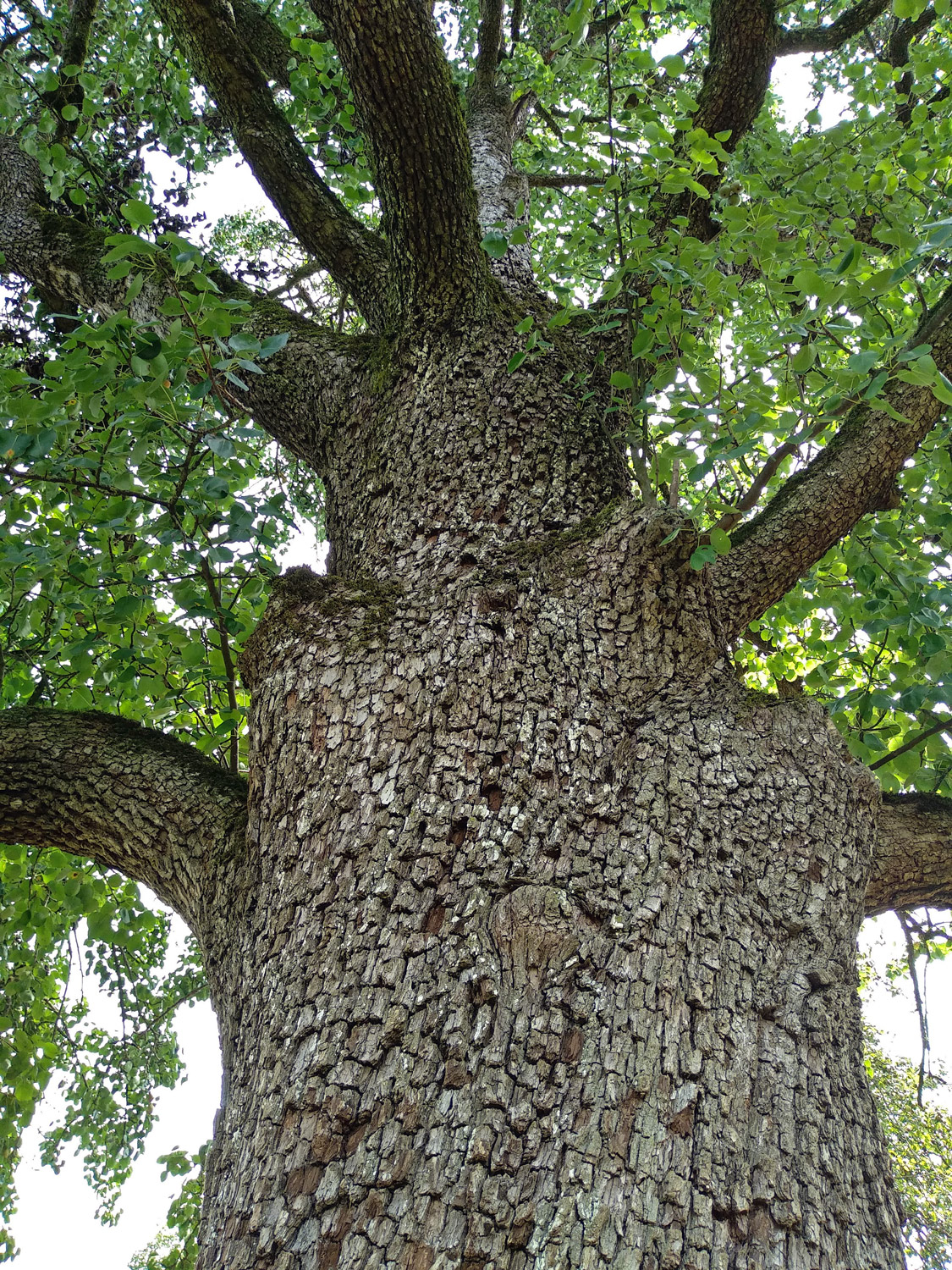 Pyrus communis 'Nägelesbirne' - Kusterdingen-Immenhausen - Sept. 2023