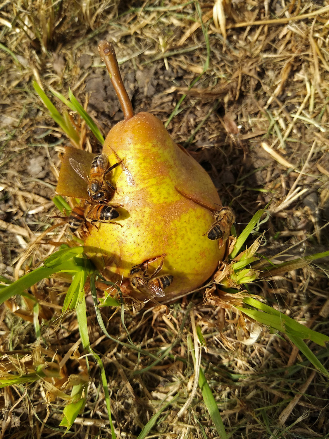 Pyrus communis 'Nägelesbirne' - Kusterdingen-Immenhausen - Sept. 2023