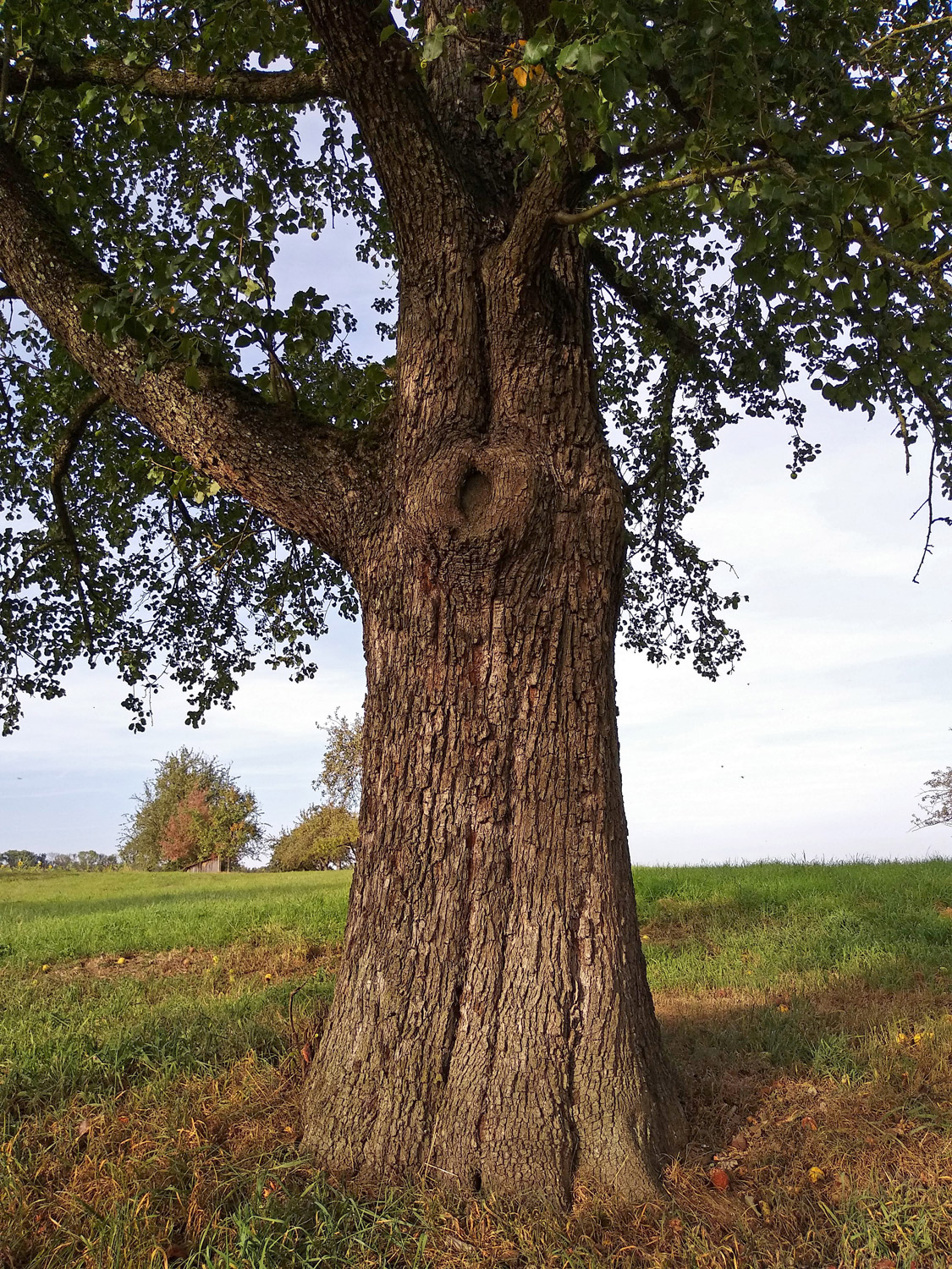 'Oberösterreicher Weinbirne' communis Pyrus