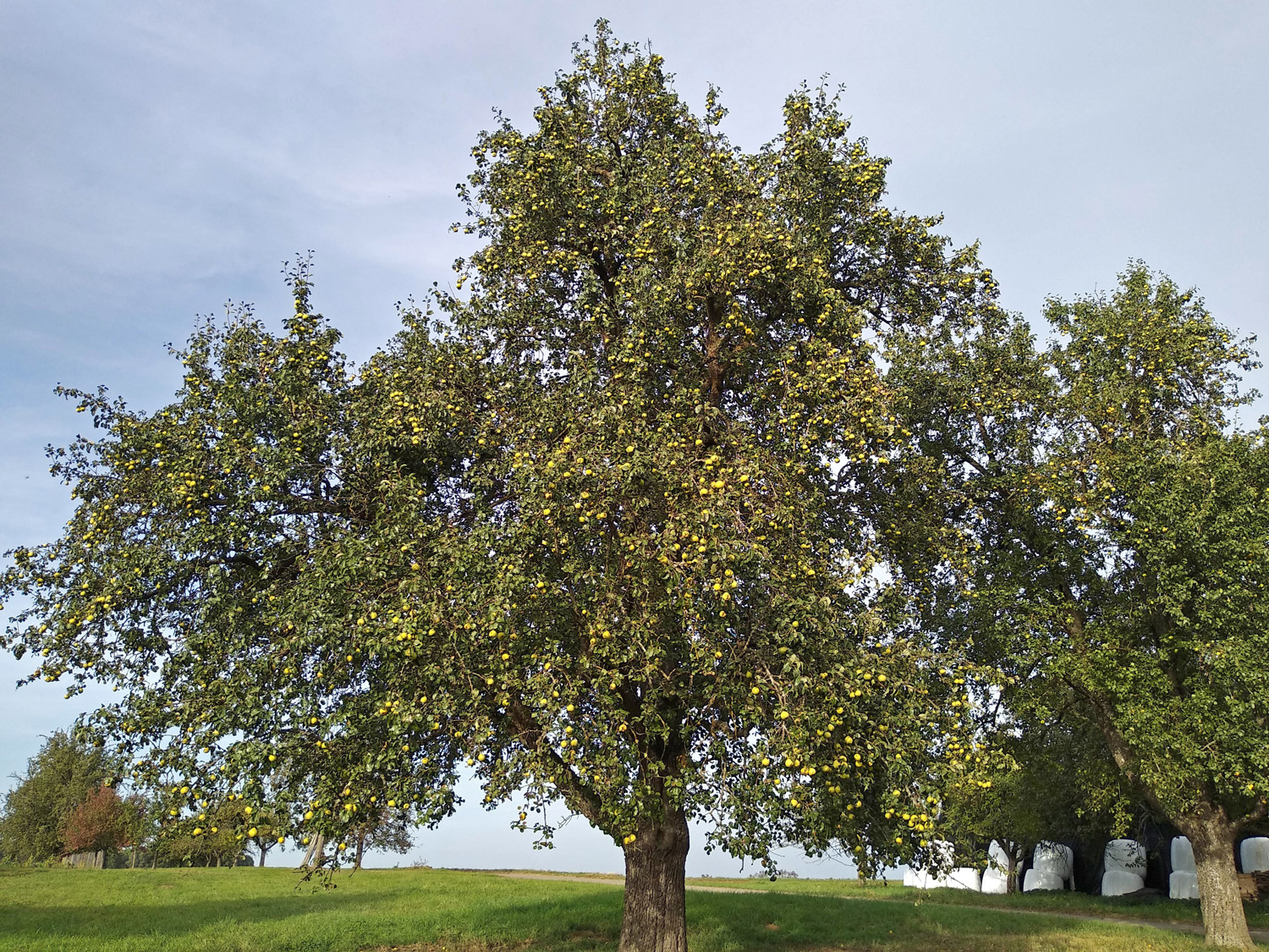 Pyrus communis 'Oberösterreichische Weinbirne' - Kusterdingen-Immenhausen - Okt. 2023