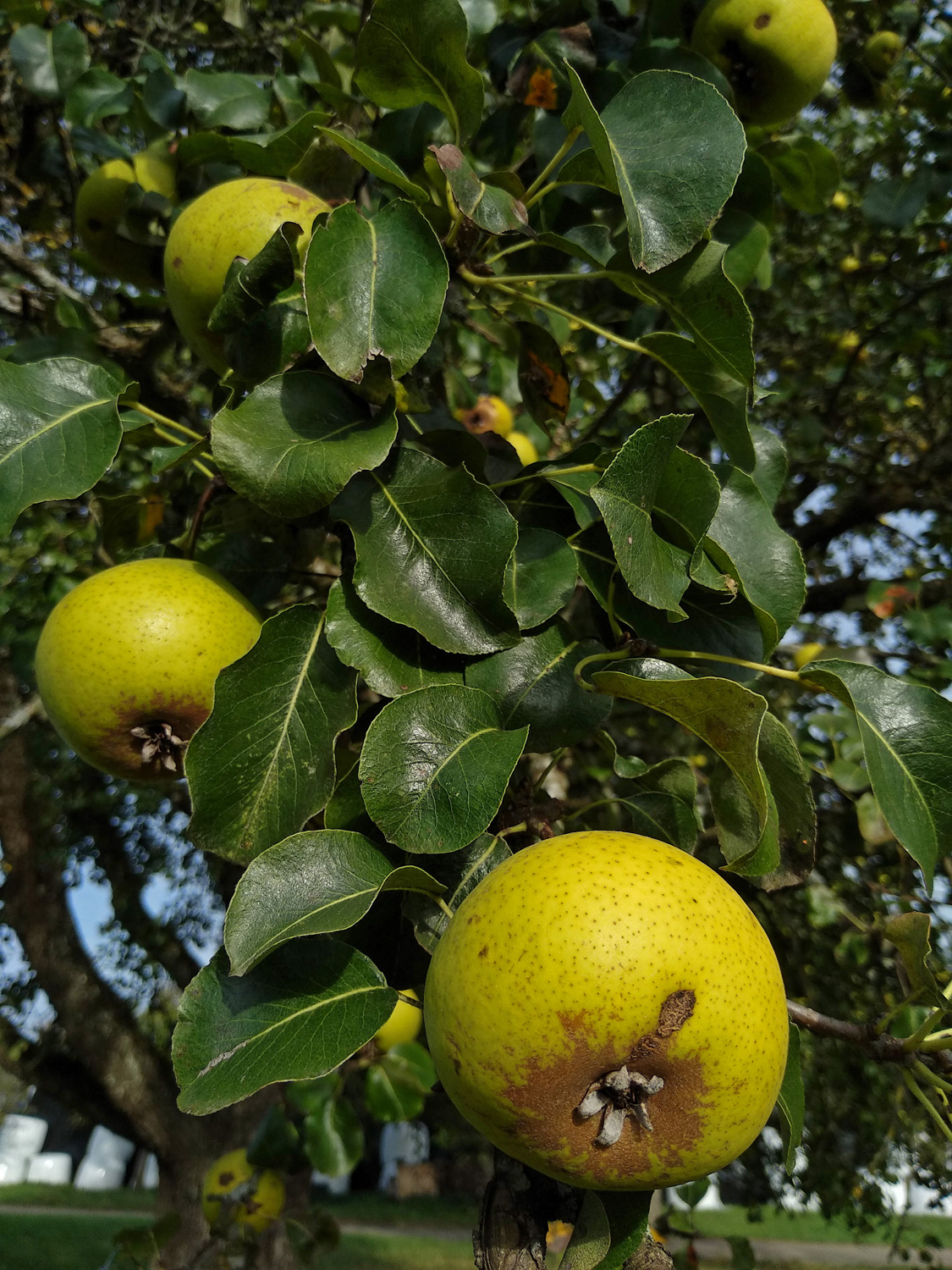 Pyrus communis 'Oberösterreichische Weinbirne' - Kusterdingen-Immenhausen - Okt. 2023