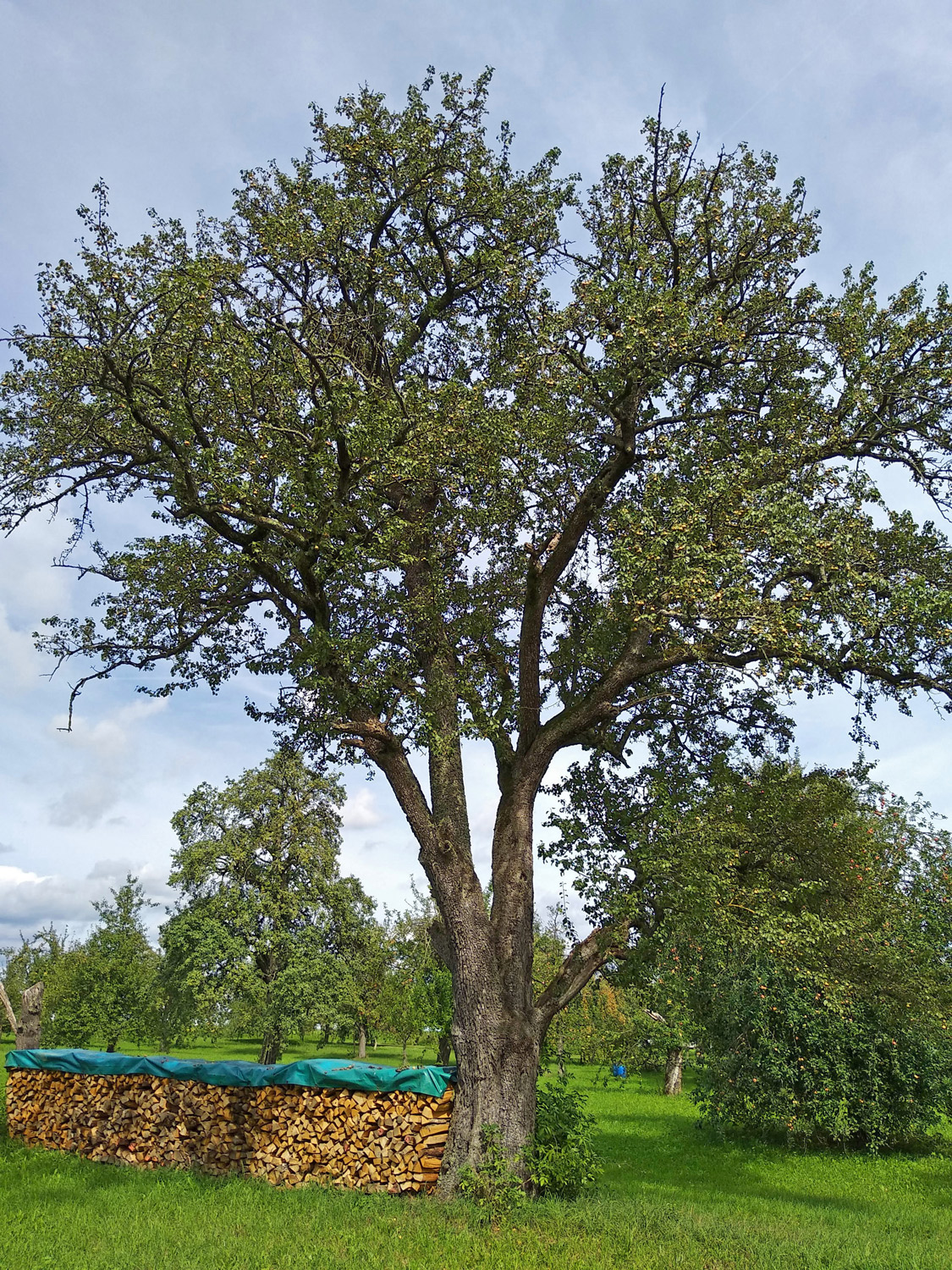 'Palmischbirne' communis Pyrus