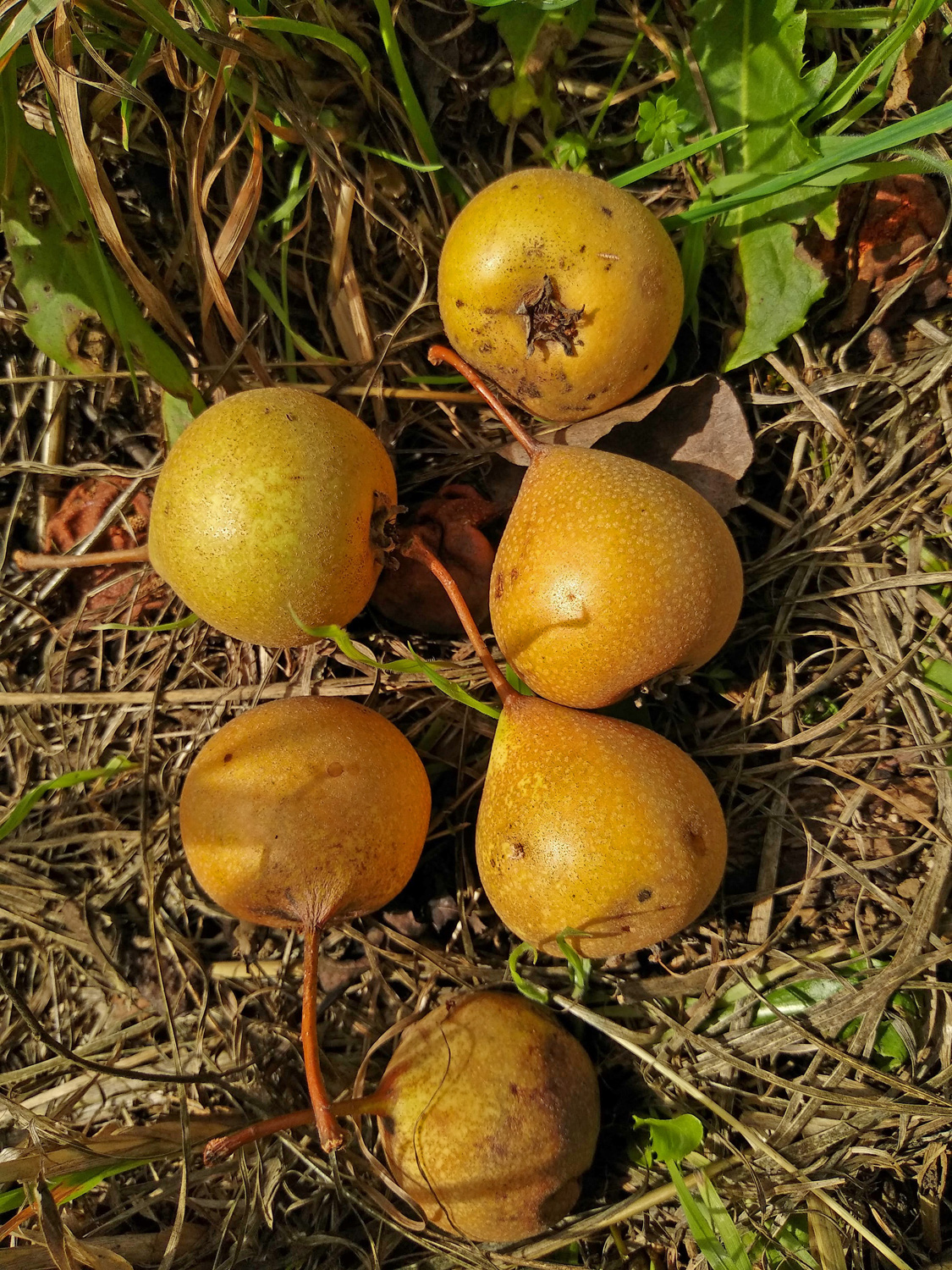 Pyrus communis 'Palmischbirne' - Kusterdingen-Immenhausen - Sept. 2023