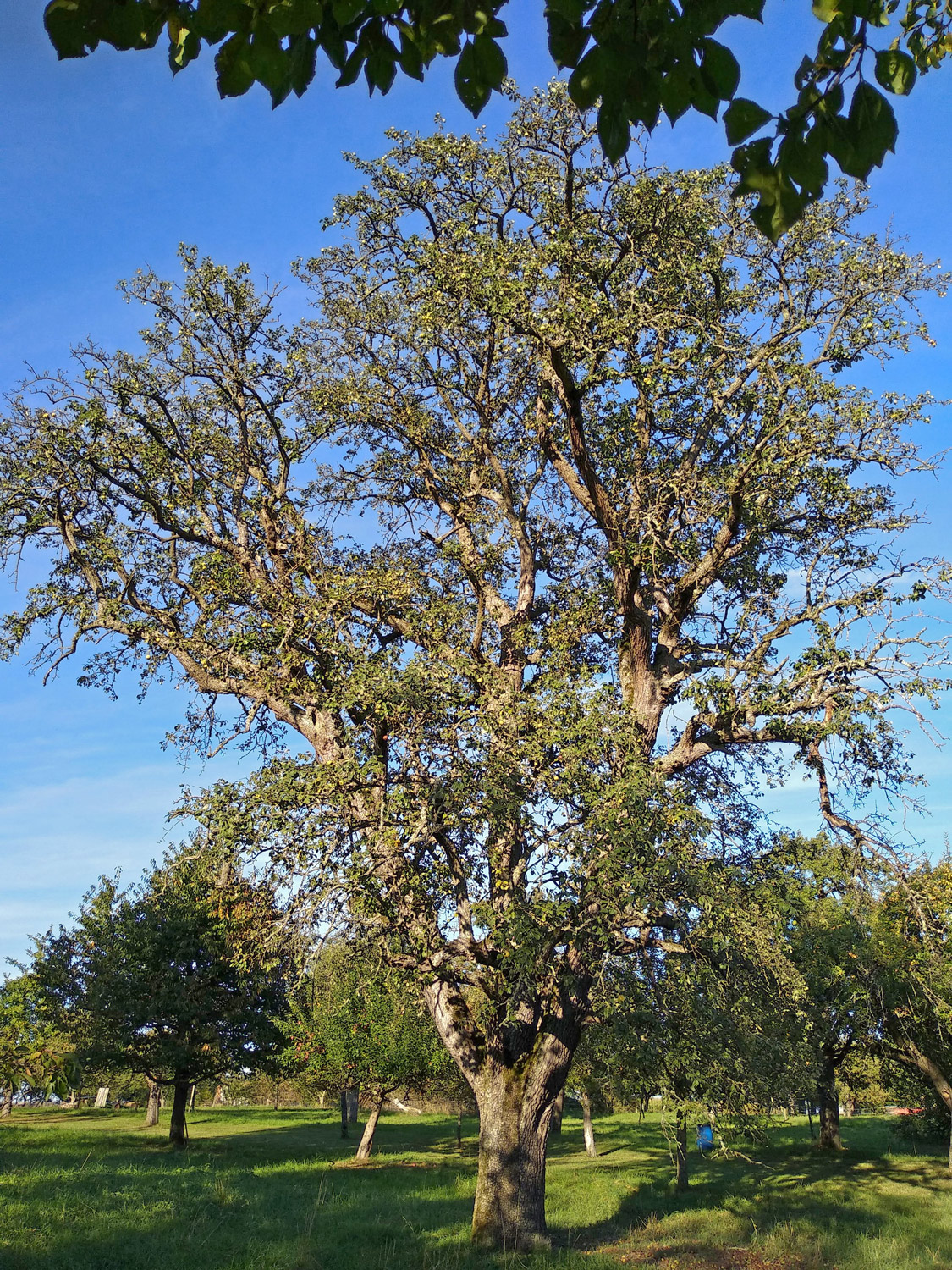 'Welsche Bratbirne' communis Pyrus