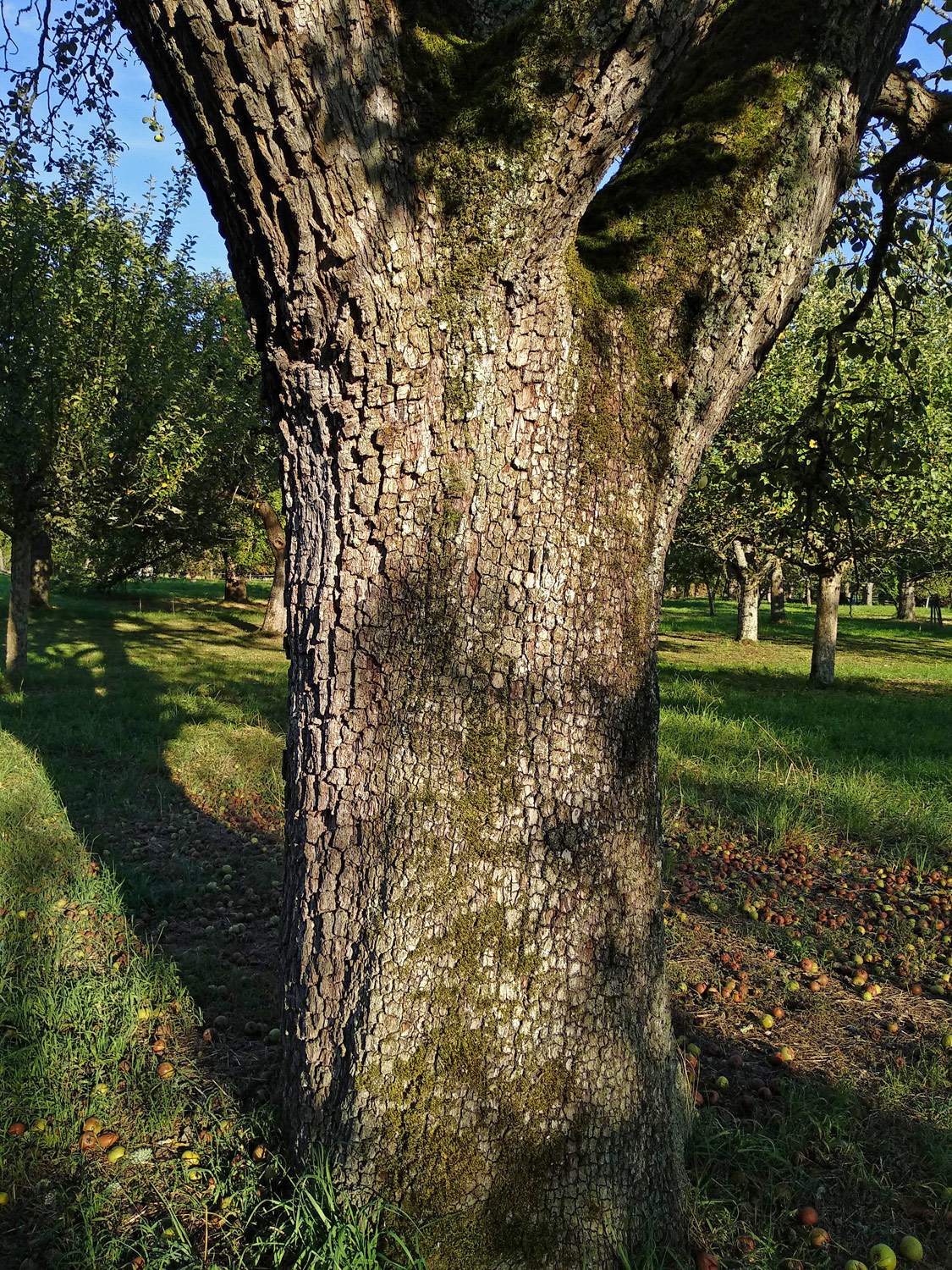 Pyrus communis 'Welsche Bratbirne' - Kusterdingen-Immenhausen - Sept. 2023