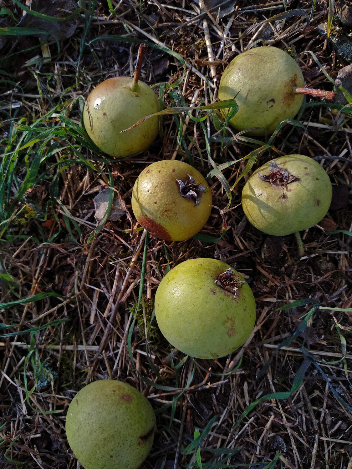 Pyrus communis 'Welsche Bratbirne' - Kusterdingen-Immenhausen - Sept. 2023