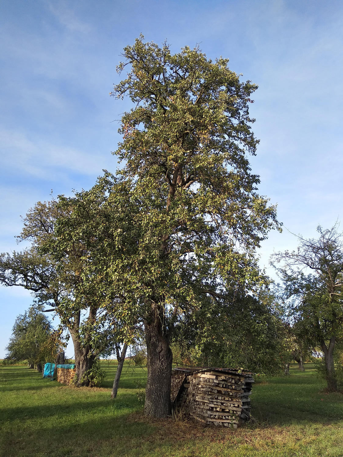 'Welsche Bratbirne' communis Pyrus