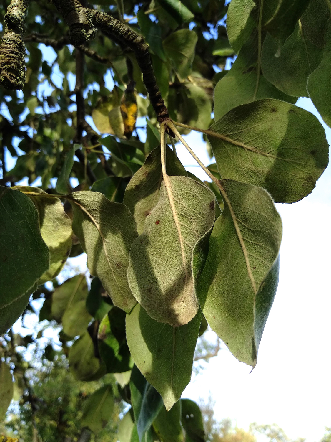 Pyrus communis 'Welsche Bratbirne' - Kusterdingen-Immenhausen - Okt. 2023