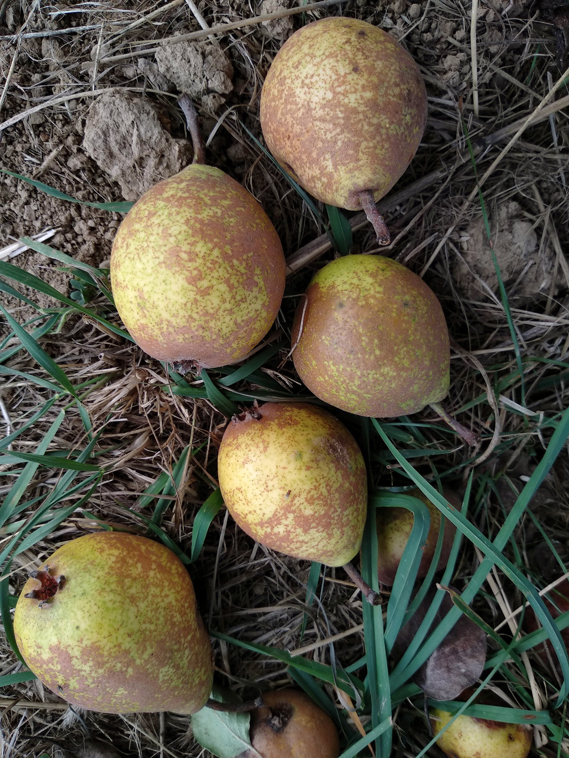 Pyrus communis 'Wilde Eierbirne' - Kusterdingen-Immenhausen - Okt. 2023