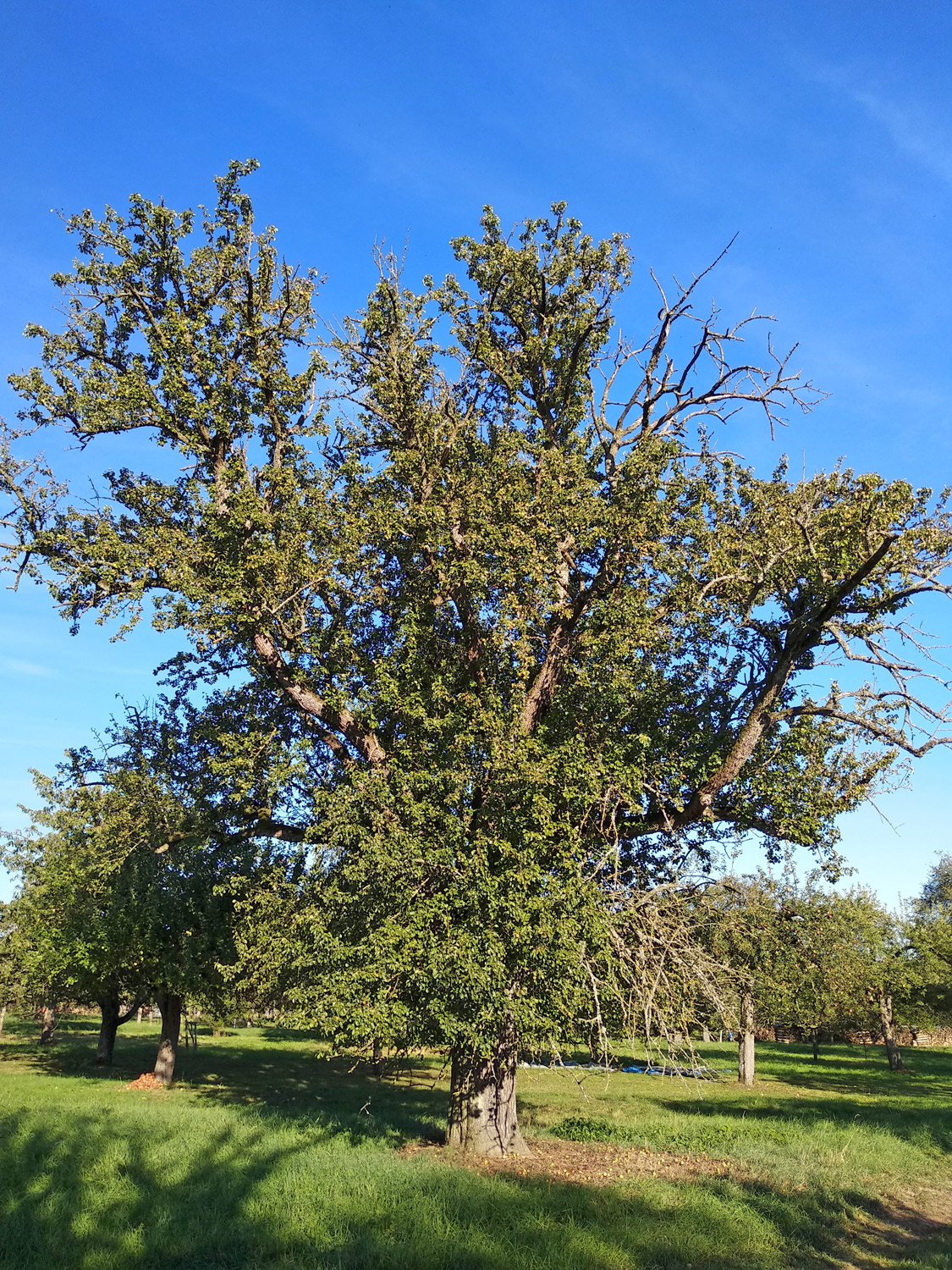 'Wildling von Einsiedel' communis Pyrus