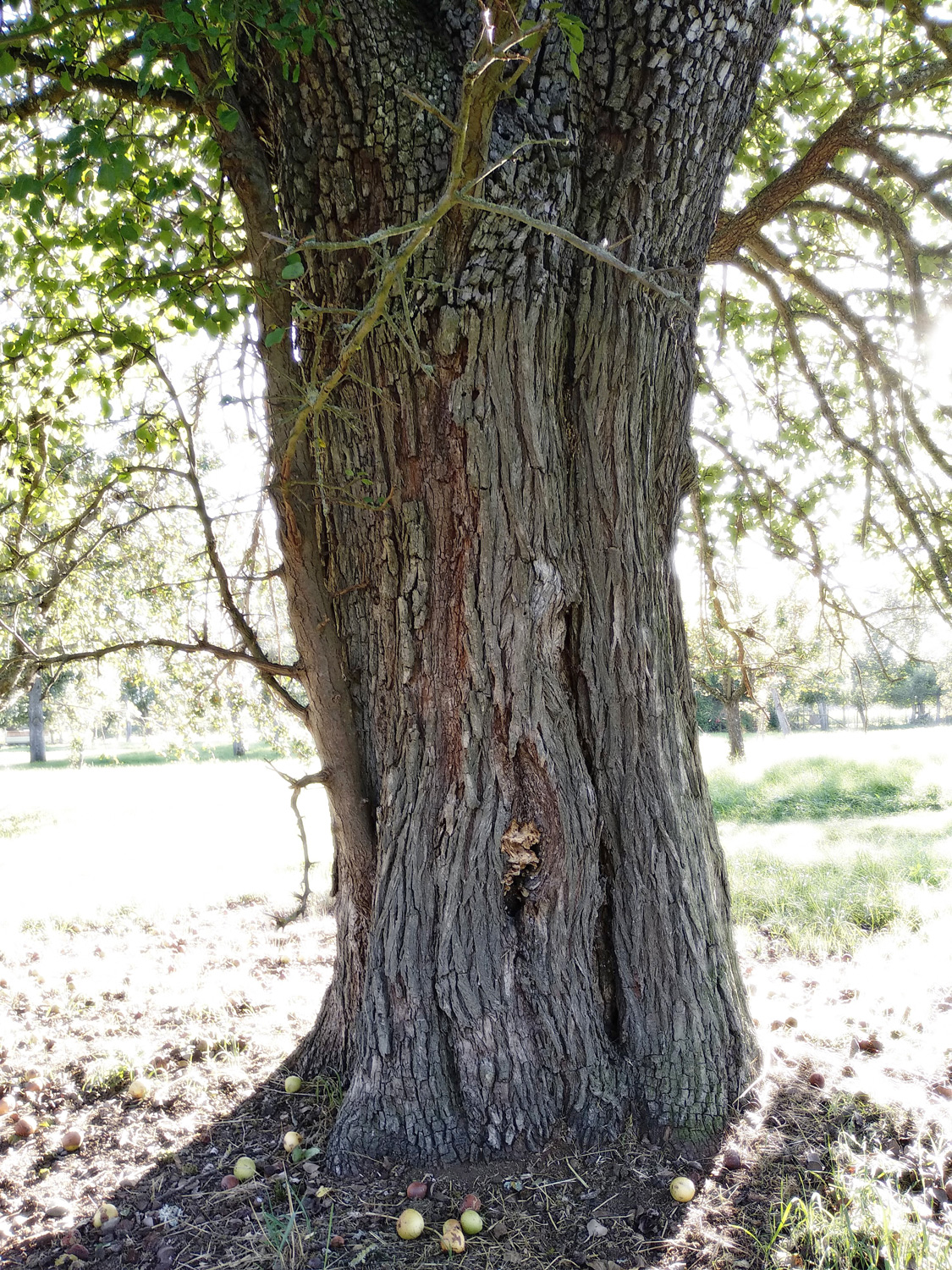 Pyrus communis 'Wildling von Einsiedel' - Kusterdingen-Immenhausen - Sept. 2023