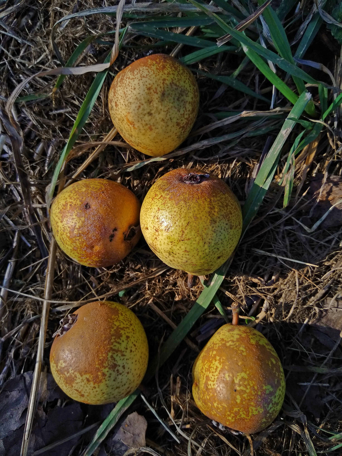 Pyrus communis 'Wildling von Einsiedel' - Kusterdingen-Immenhausen - Sept. 2023