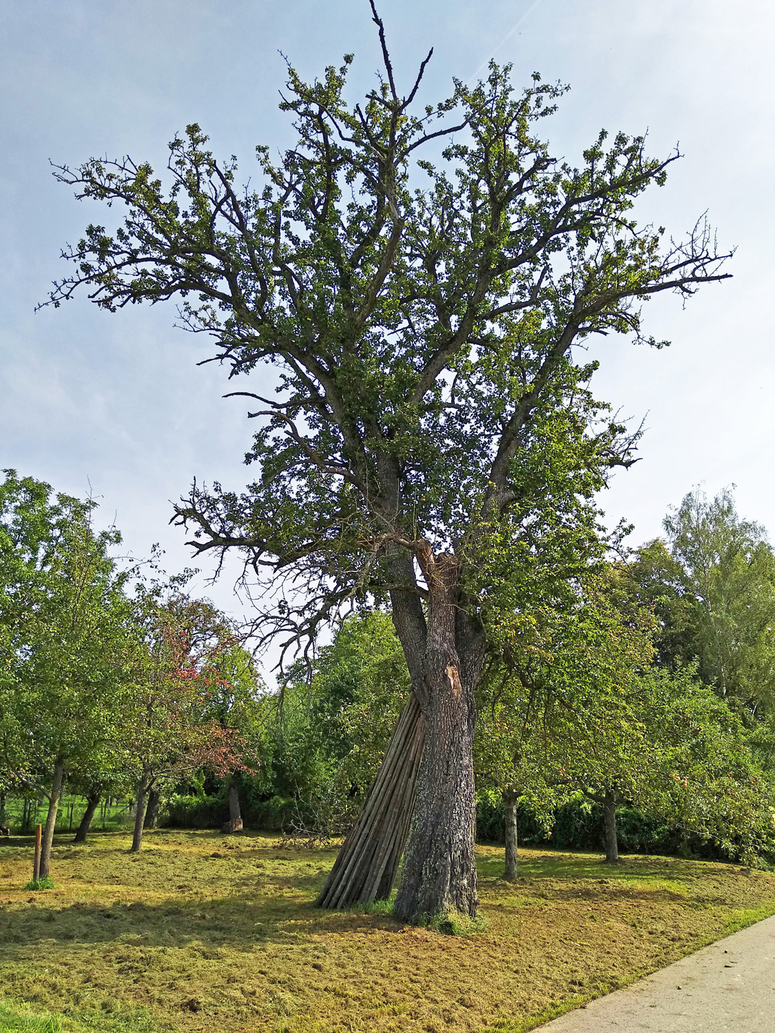 'Wildling von Einsiedel' communis Pyrus