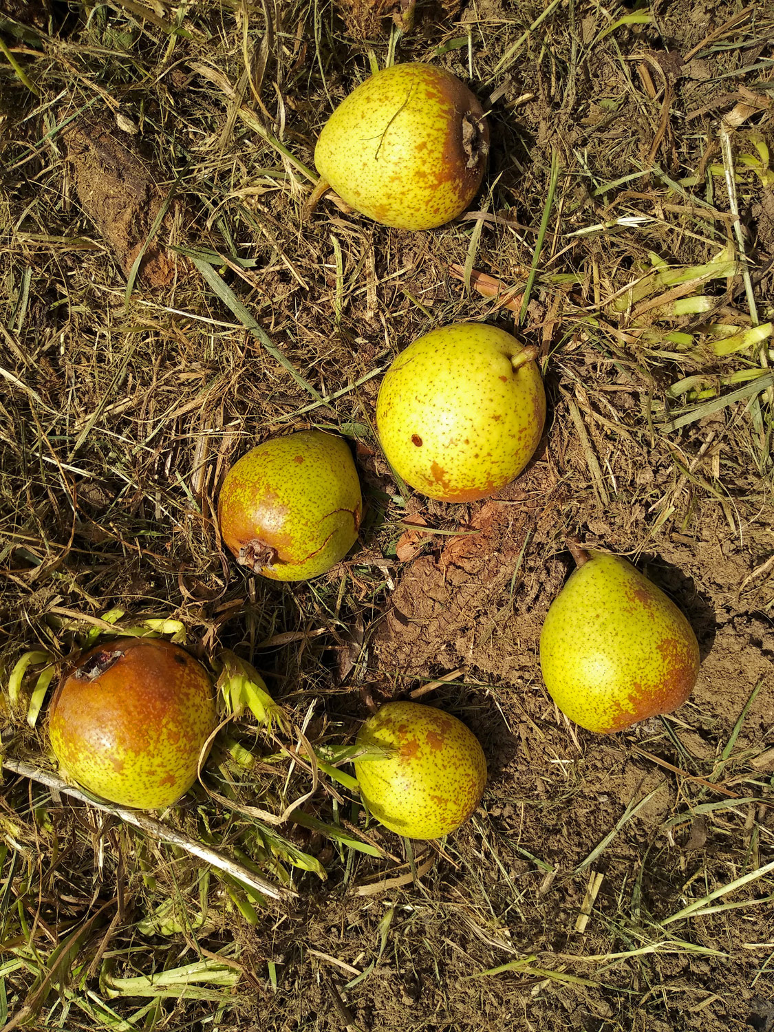 Pyrus communis 'Wildling von Einsiedel' - Kusterdingen-Immenhausen - Sept. 2023