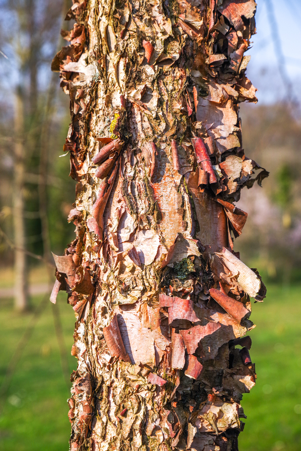 Betula nigra - Potsdam, Sanssouci-Park - Juli 2023
