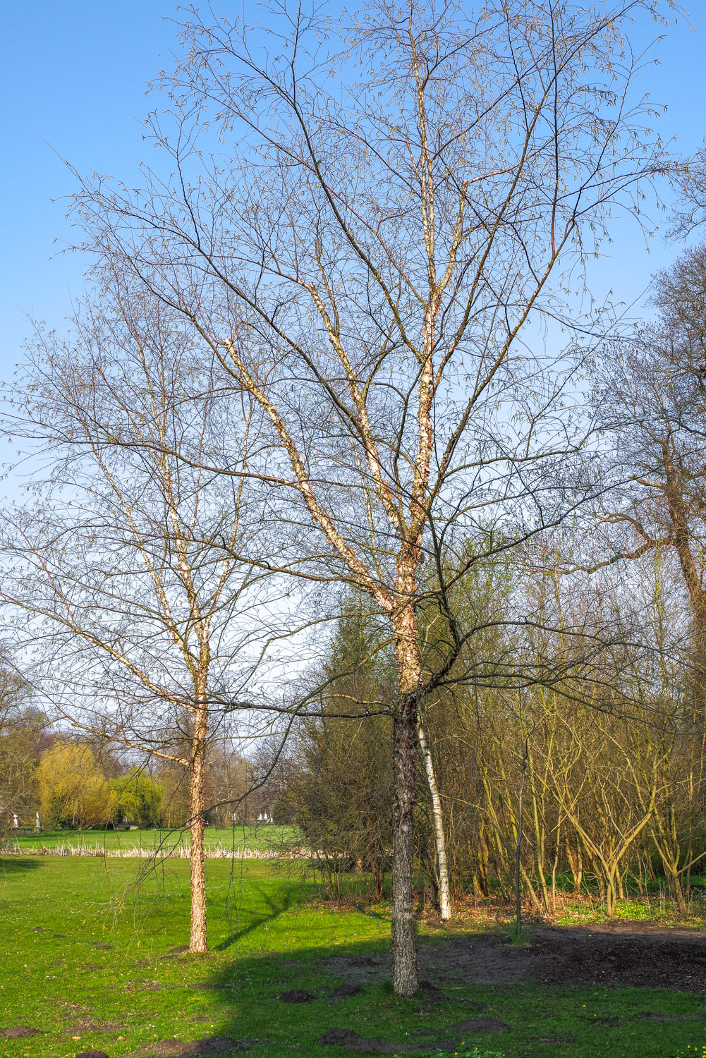 Betula nigra - Potsdam, Sanssouci-Park - Juli 2023
