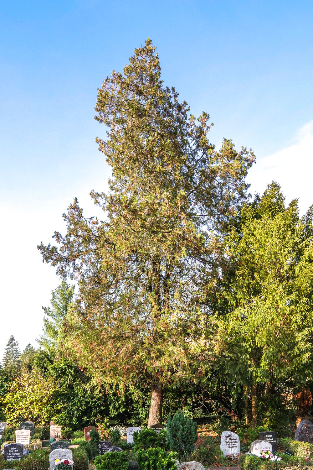 orientalis Platycladus
