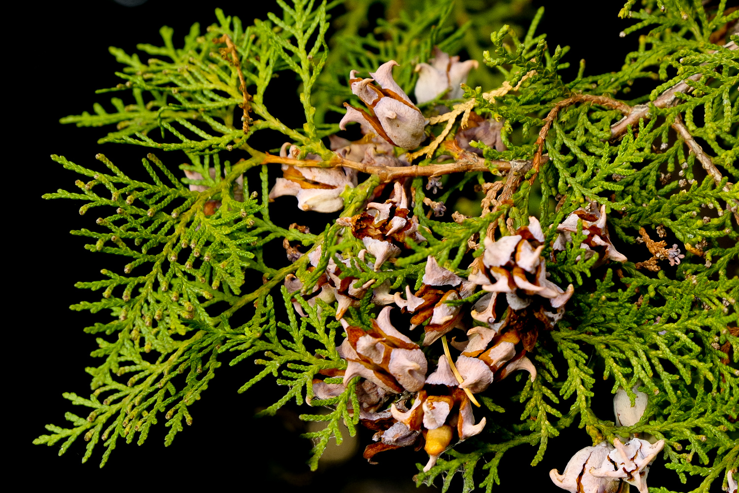 Platycladus orientalis - Potsdam - November 2022