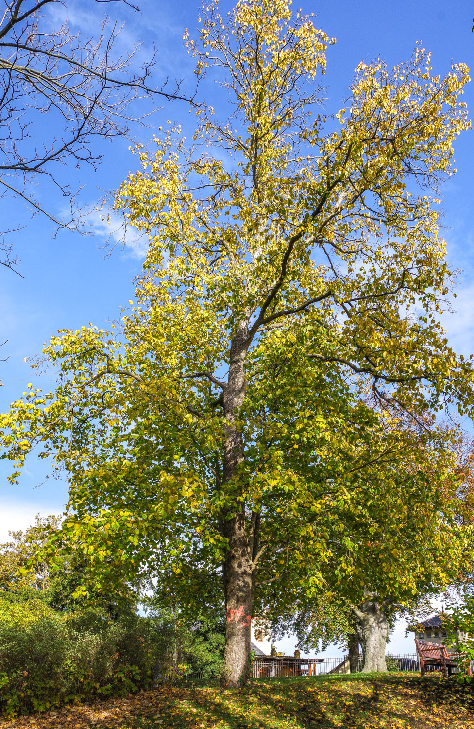Corylus colurna - Potsdam - Mai 2014