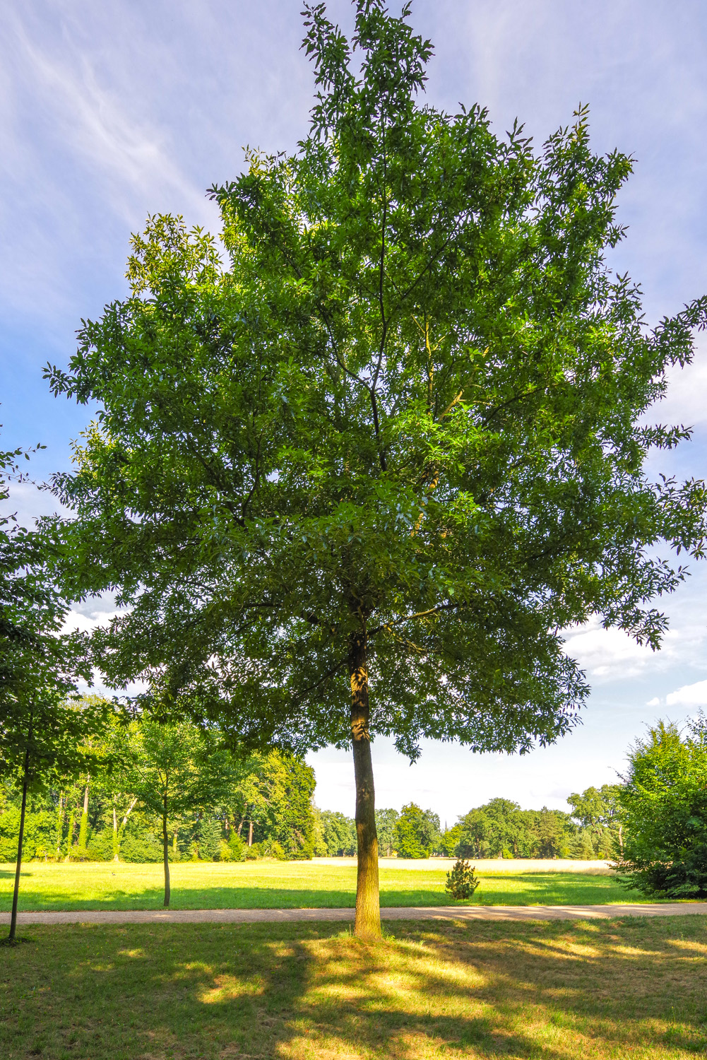 Quercus imbricaria - Potsdam - Juli 2018