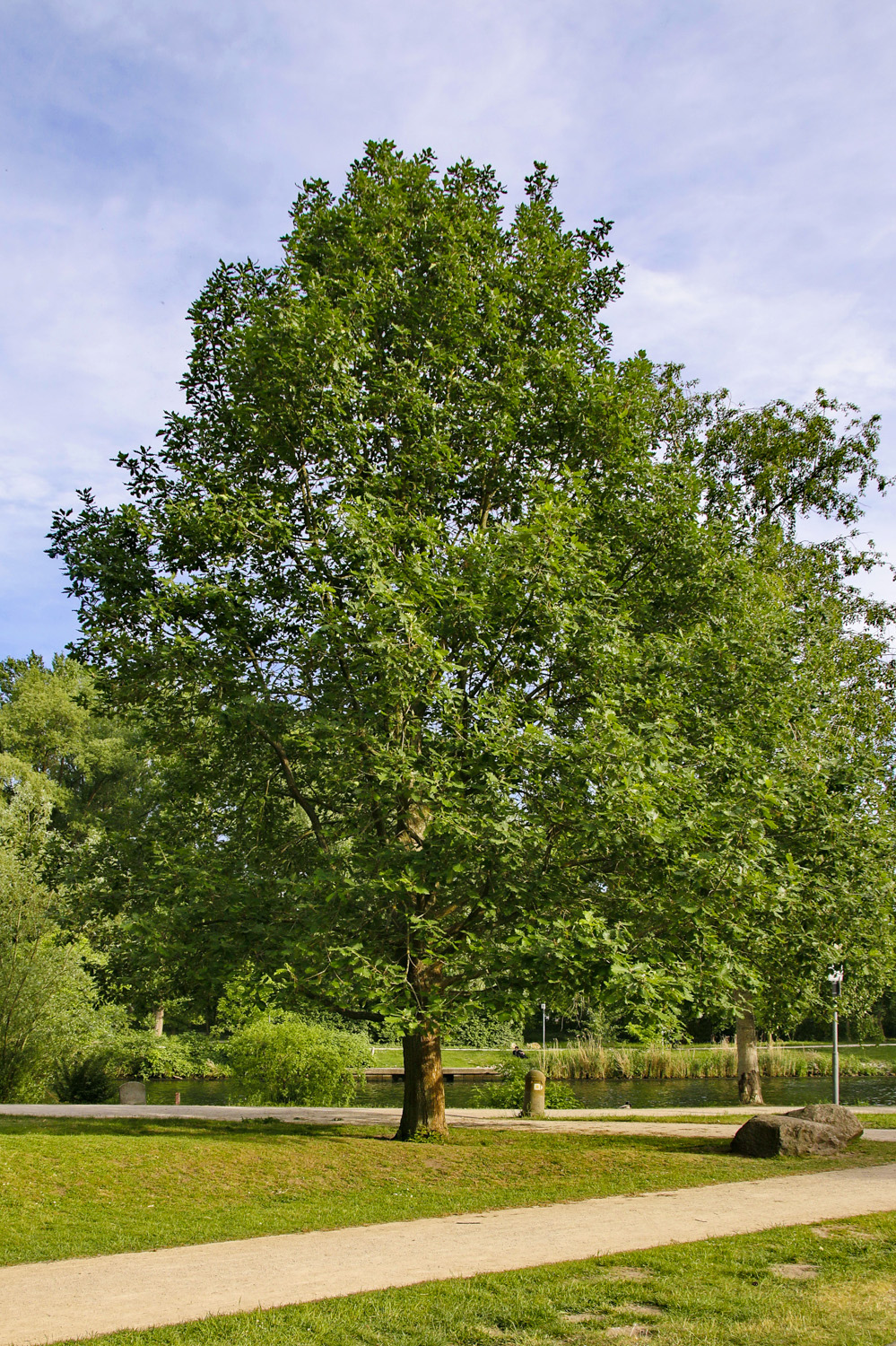 macranthera Quercus