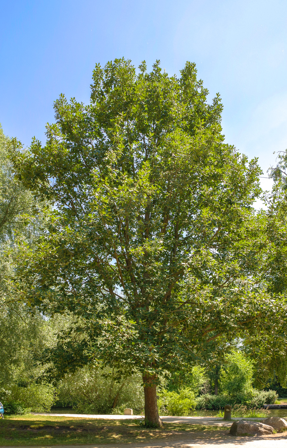Quercus macranthera - Potsdam - Mai 2016