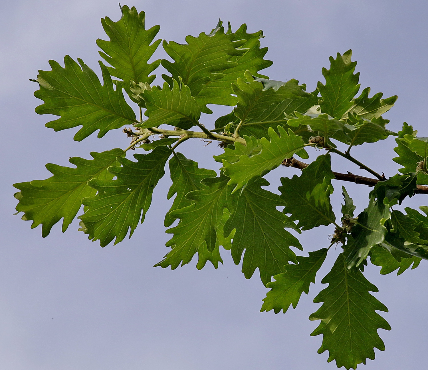 Quercus macranthera - Potsdam - Mai 2016