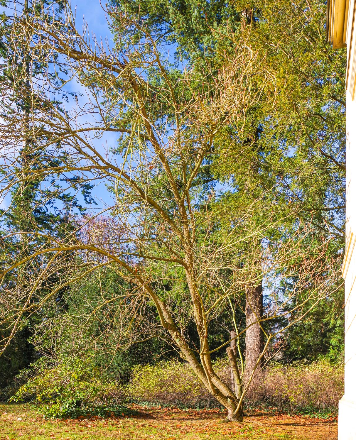 Prunus serrulata - Potsdam - November 2023