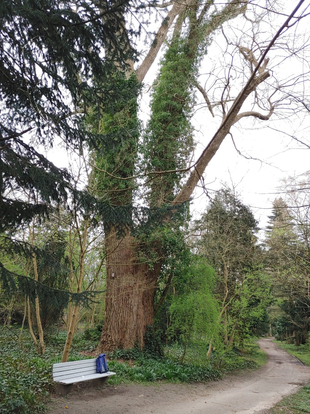 × canadensis Populus