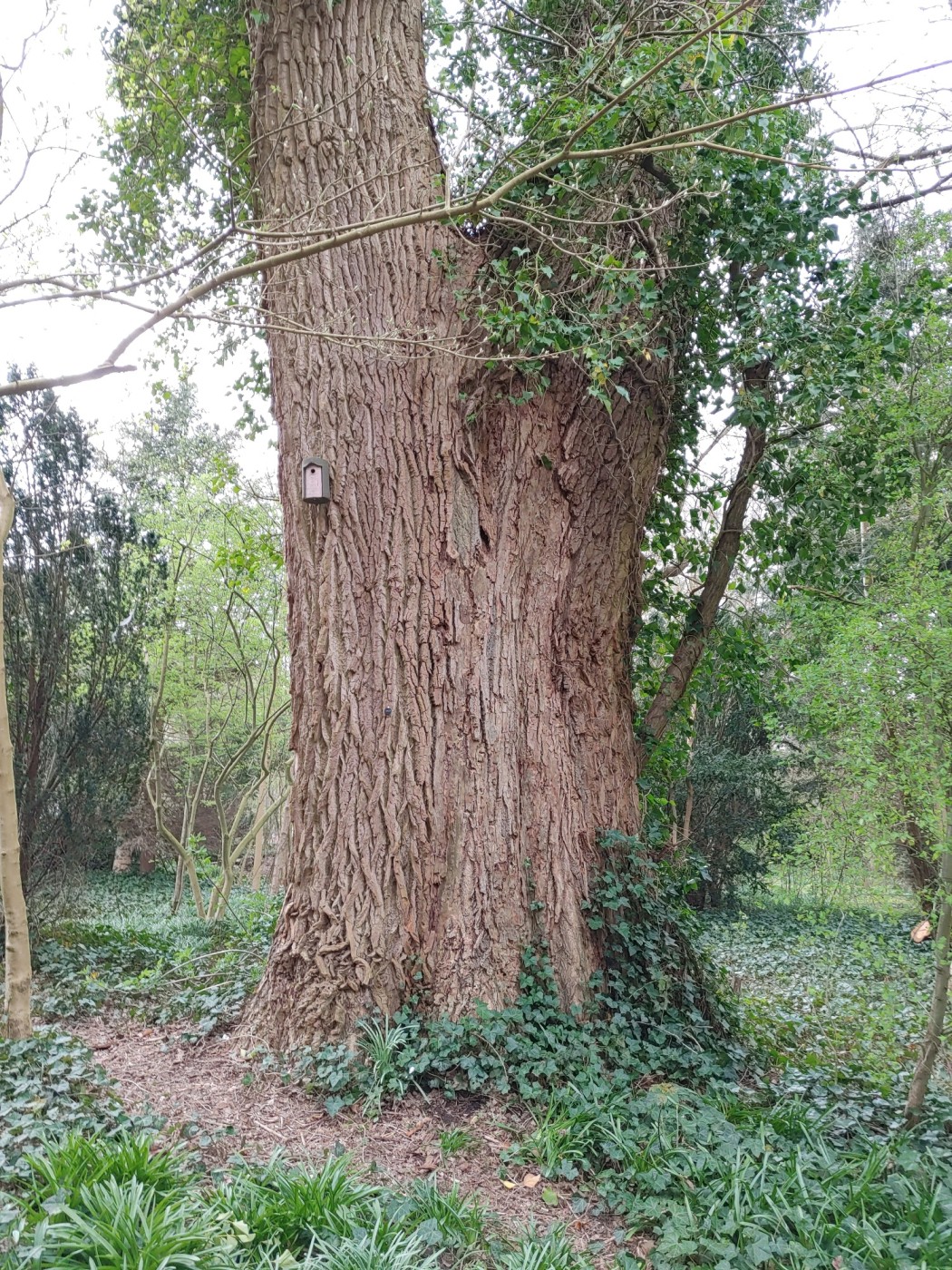 Kanada-Pappel - Kiel Südfriedhof - April 2022