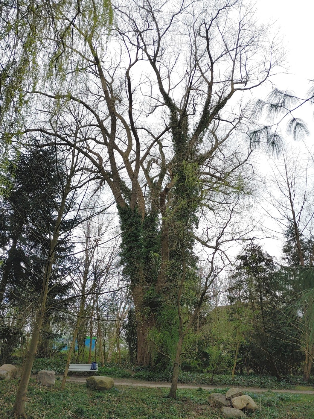 Kanada-Pappel - Kiel Südfriedhof - April 2022