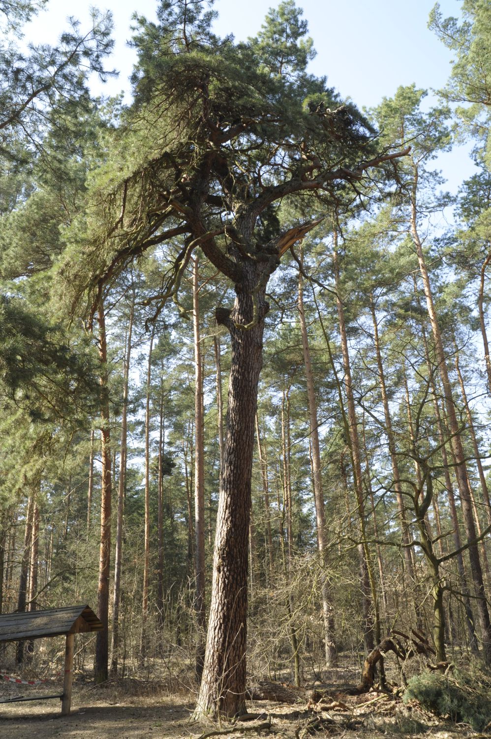 Pinus sylvestris - Berlin, Düppel - 2010