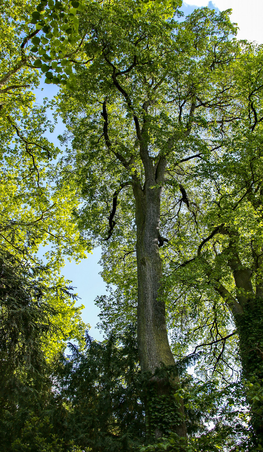 glabra Ulmus