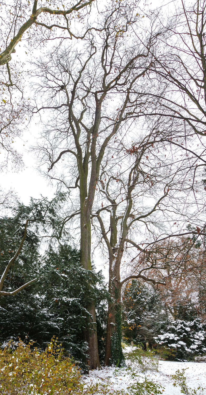 Ulmus glabra - Potsdam - Dezember 2023