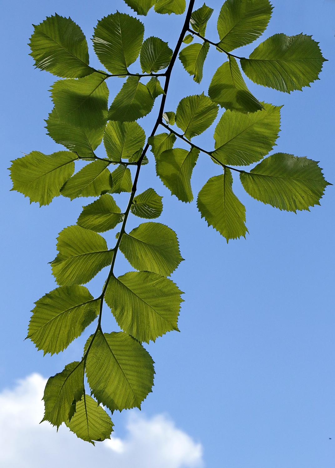 Ulmus glabra - Potsdam - Dezember 2023