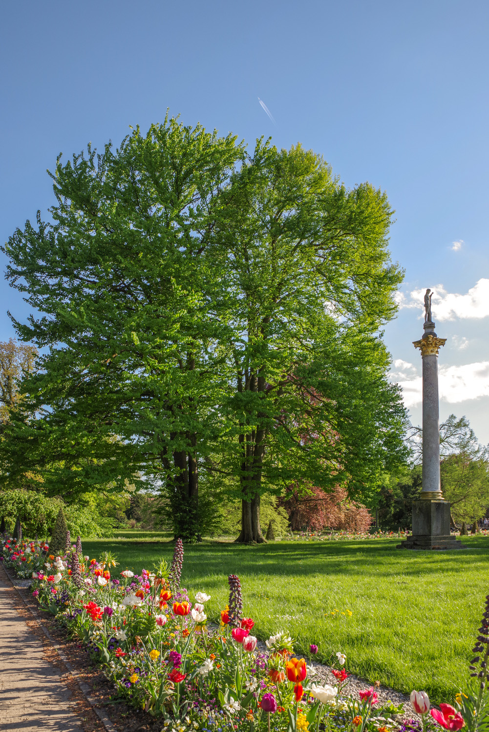 Cercidiphyllum japonicum - Potsdam - Mai 2018