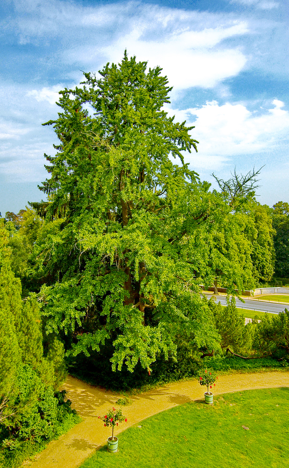 biloba Ginkgo