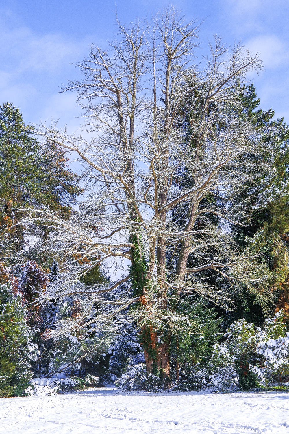 Ginkgo biloba - Potsdam - Jan. 2021