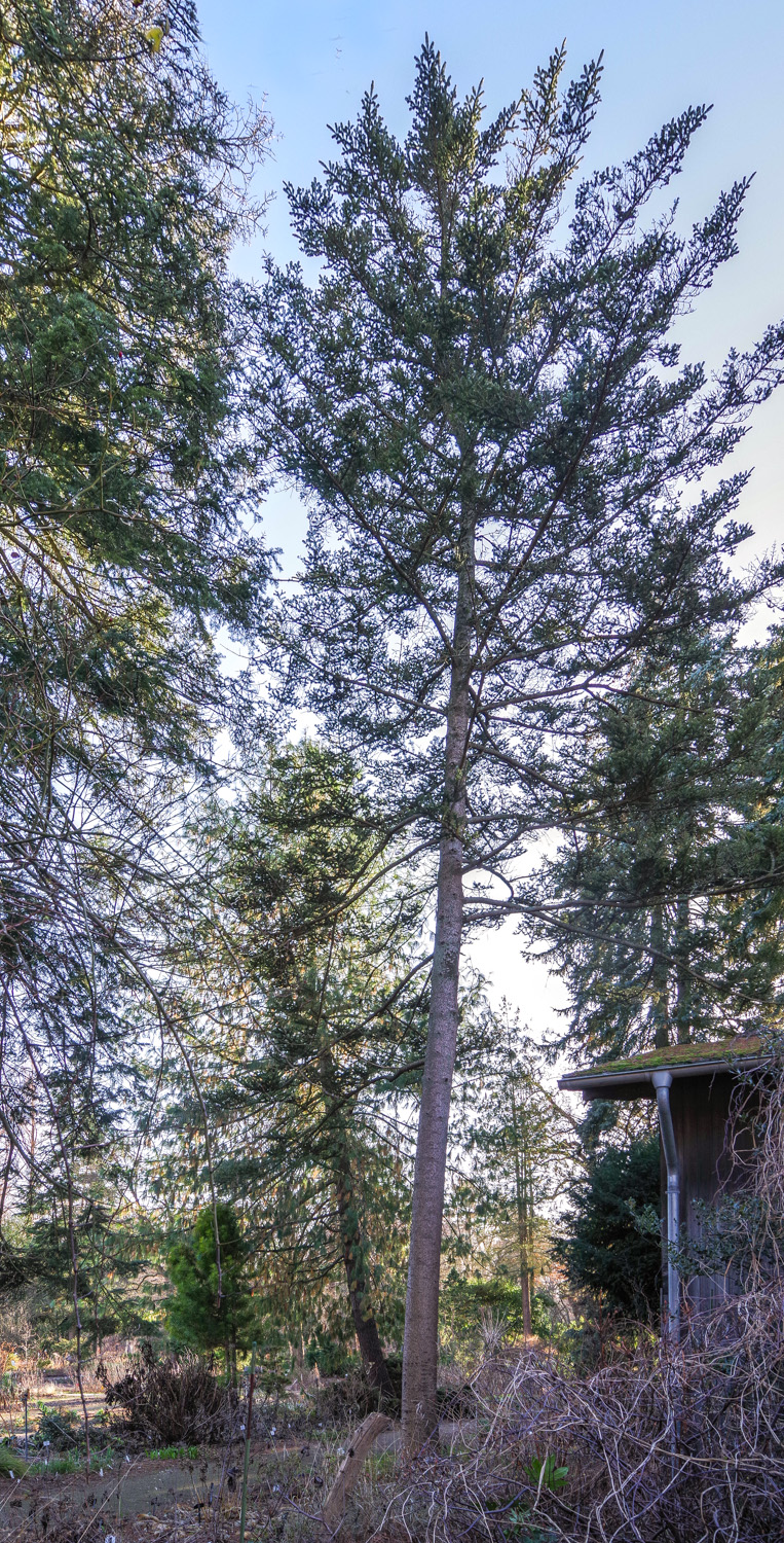 Abies homolepis var. umbellata - Potsdam - Dez. 2023