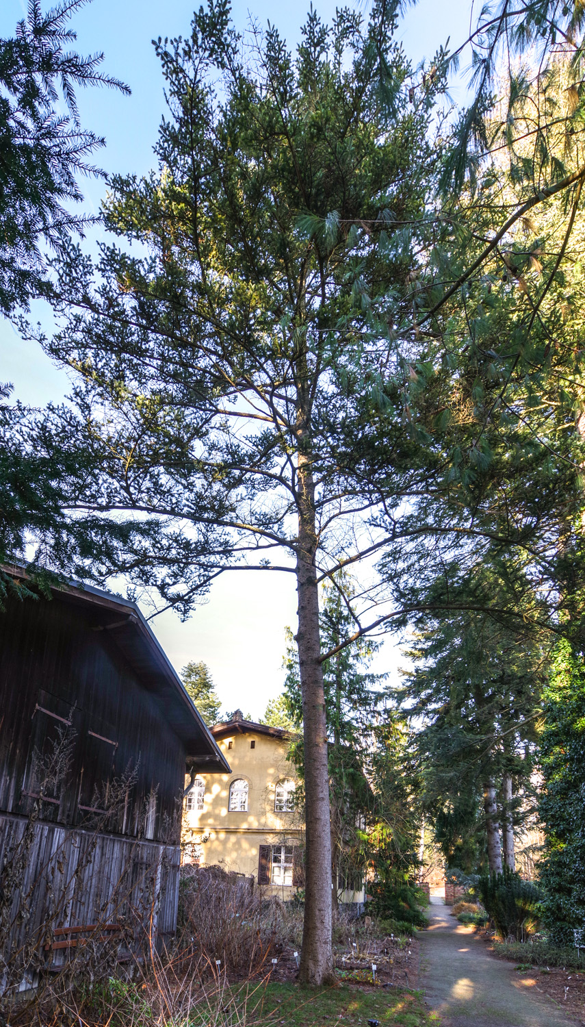 Abies homolepis var. umbellata - Potsdam - Dez. 2023