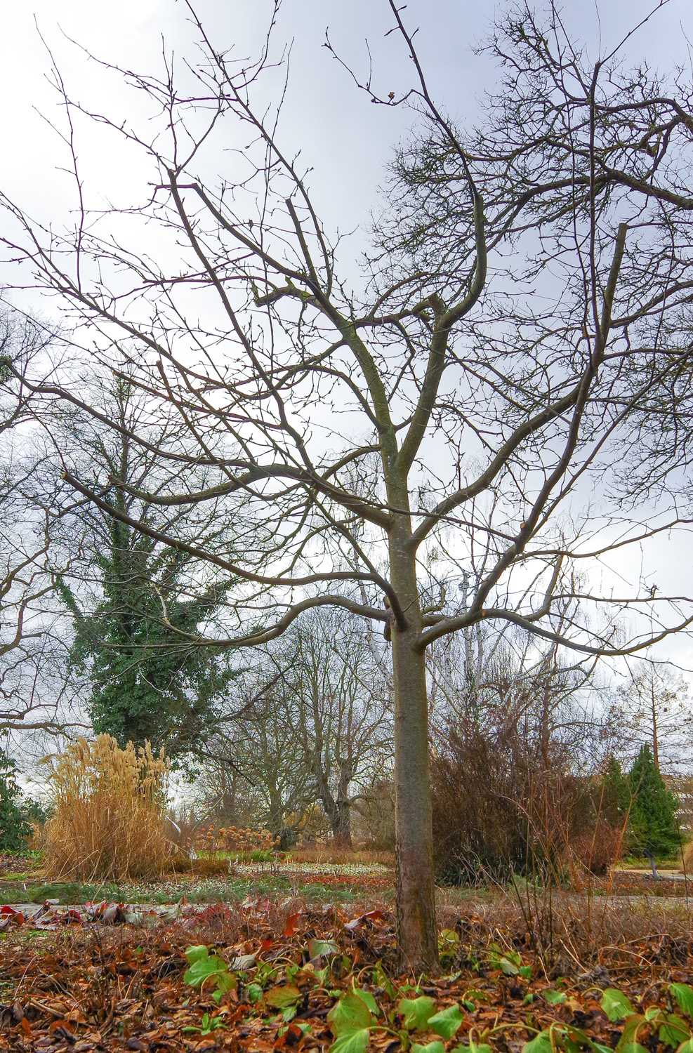 × purpurea Malus