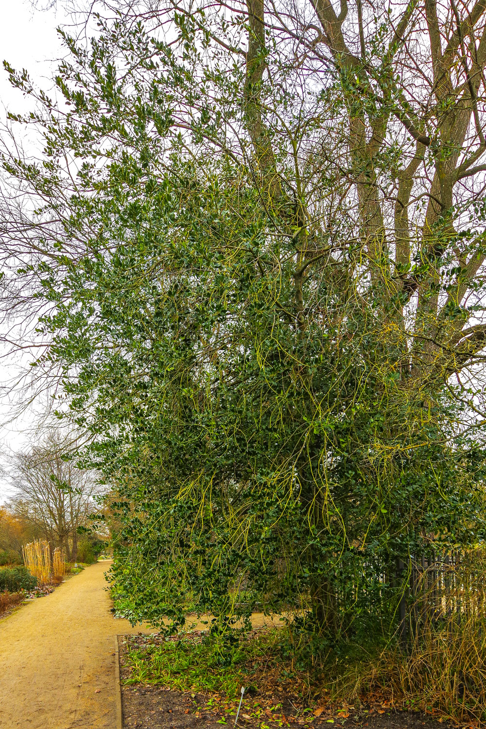 'J. C. van Tol' aquifolium Ilex