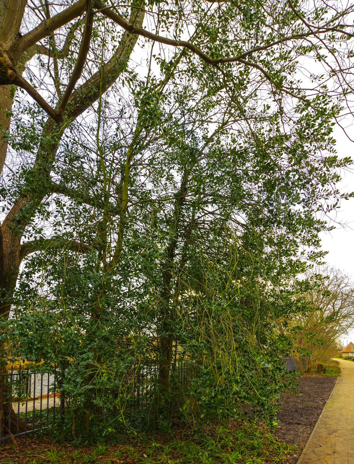 Ilex aquifolium 'J.C.van Tol' - Potsdam - Jan. 2024