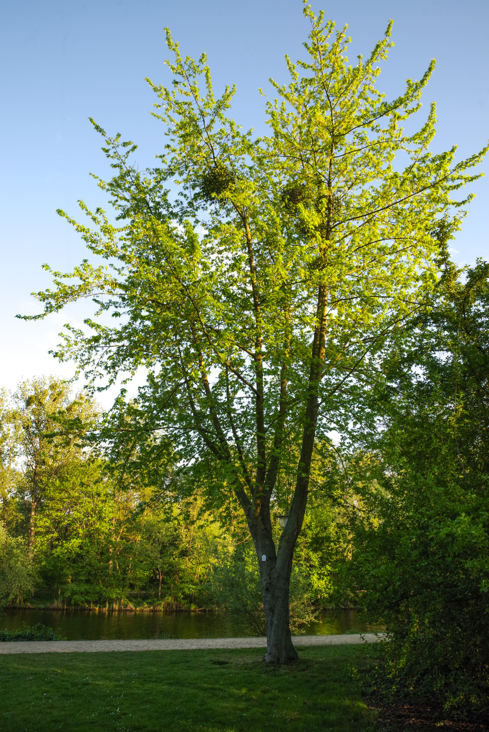 Acer saccharinum