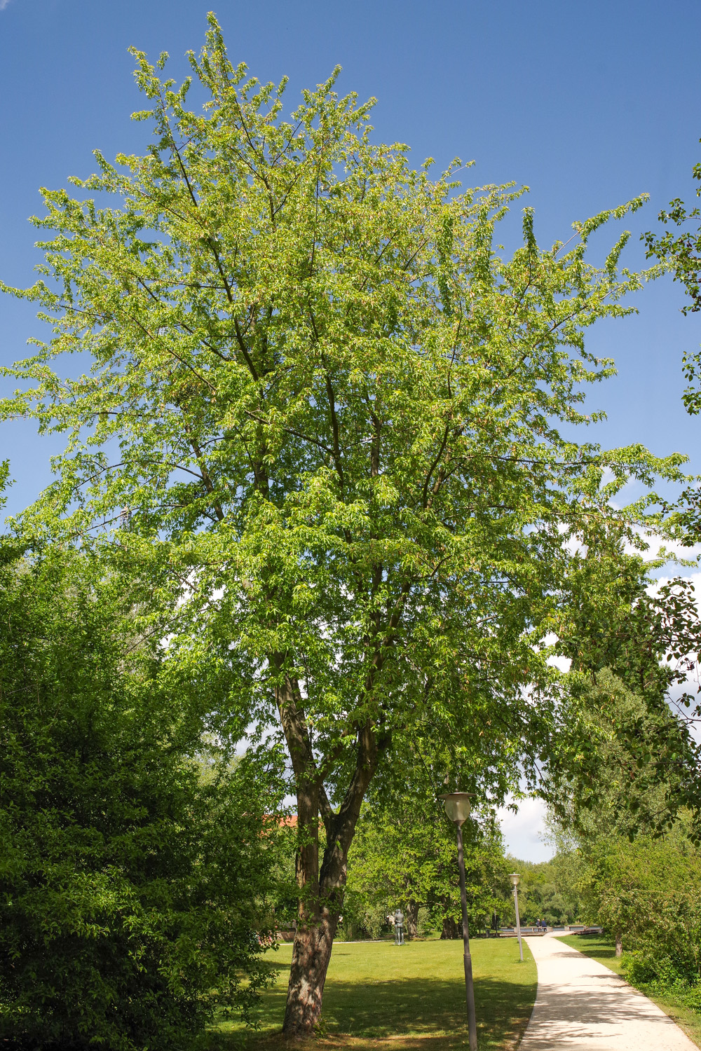Acer saccharinum - Potsdam - Mai 2019